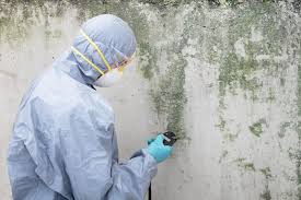 Best Attic Mold Removal  in San Carlos, TX